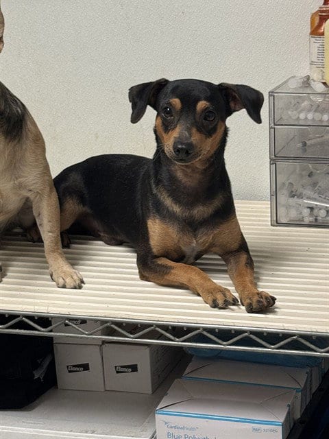 Photo of Pepsi, adoptable Chihuahua in Bakersfield, California