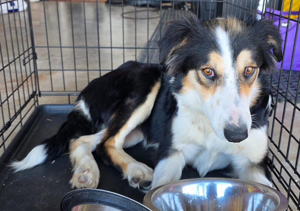 Photo of Heartland No. 102, adoptable Border Collie in Texas