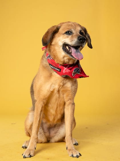 Photo of Beehive, adoptable dog in Atlanta, Georgia