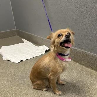 Photo of Shellie, adoptable Chihuahua in Las Vegas, Nevada