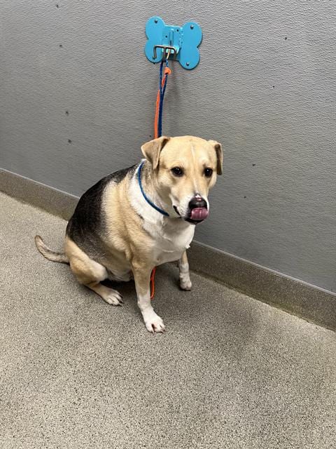 Photo of Shiloh, adoptable German Shepherd Dog in Las Vegas, Nevada