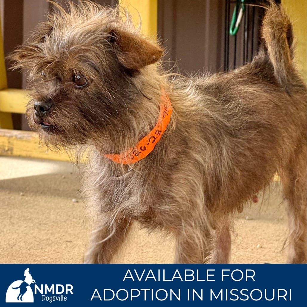Photo of Fable - Missouri (S26-23), adoptable Shih Tzu / Mixed Breed (Small) in Colorado Springs, Colorado