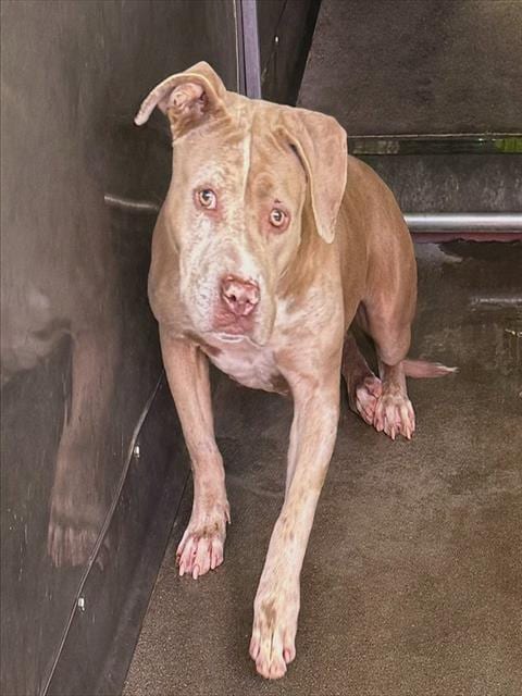 Photo of Buttercup, adoptable Pit Bull Terrier in San Bernardino, California