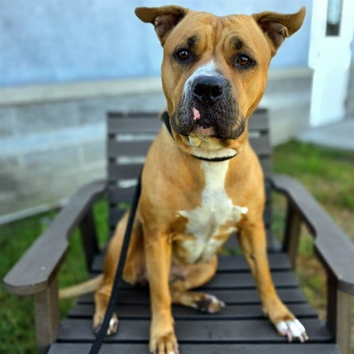 Photo of Rachel, adoptable Pit Bull Terrier in Long Beach, California
