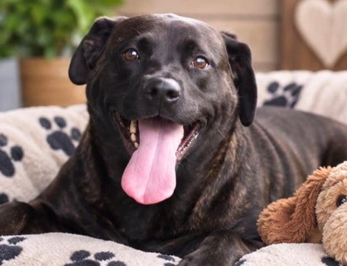 Photo of Olivia, adoptable Labrador Retriever in Margate, Florida