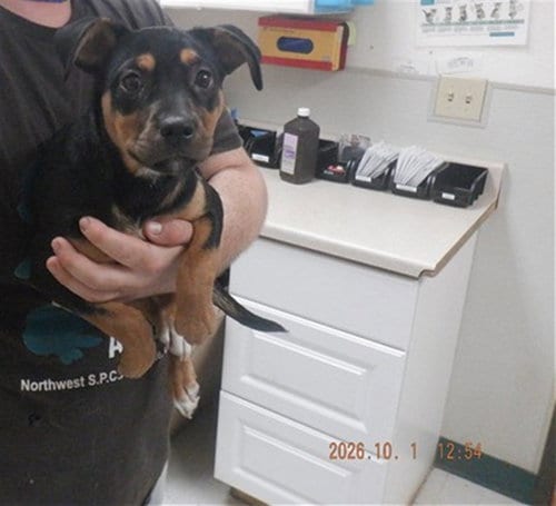 Photo of Rosemary, adoptable Rottweiler in Oroville, California