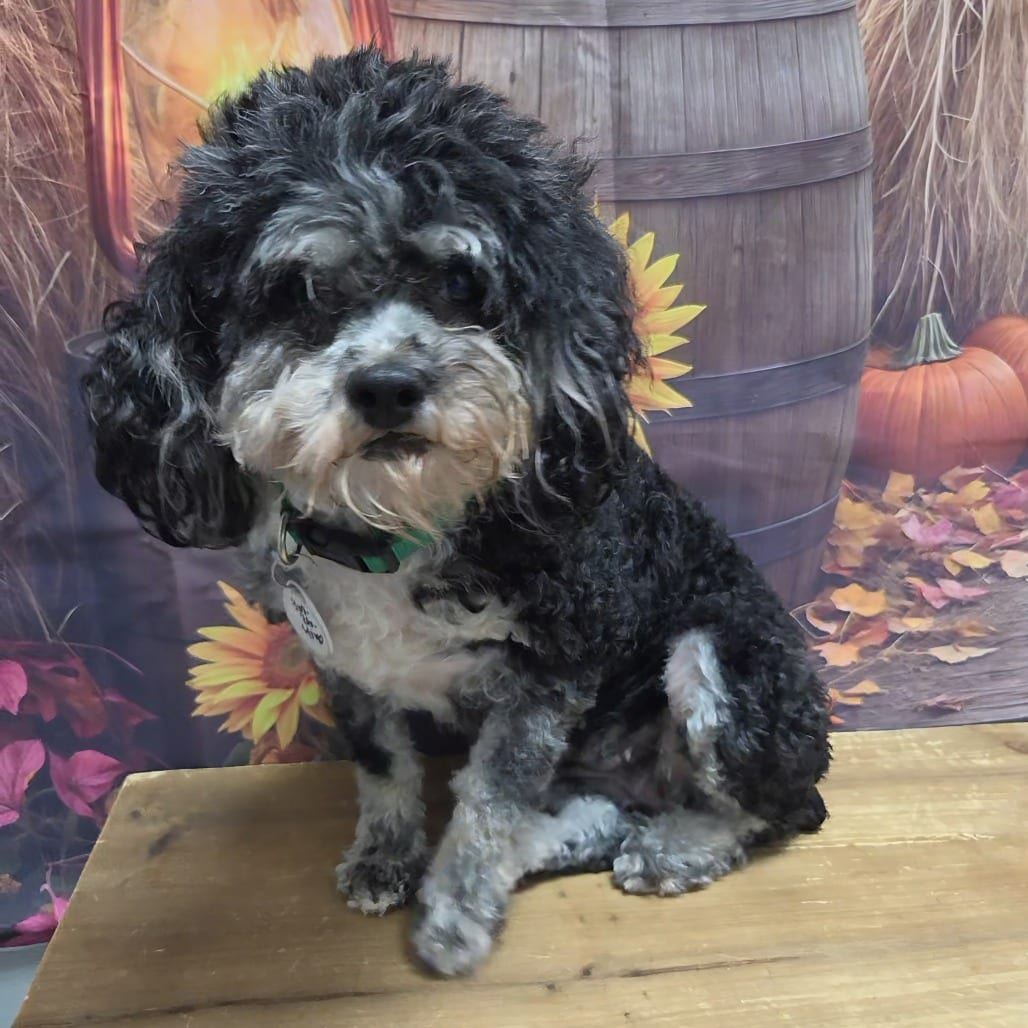 Photo of Bernadette, adoptable Poodle, Miniature in Normal, Illinois