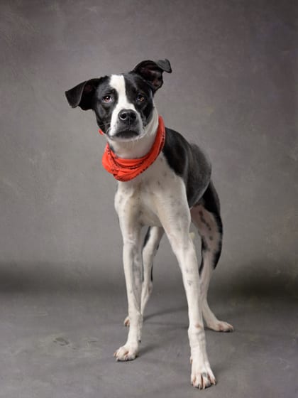 Photo of Ant J, adoptable dog in Atlanta, Georgia