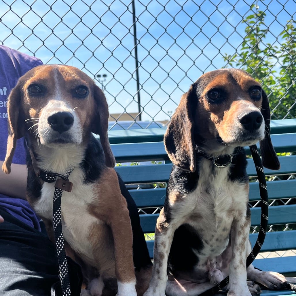 Photo of Calzone, adoptable Beagle in East Hanover, New Jersey