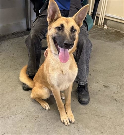 Photo of Frida, adoptable German Shepherd Dog in Camarillo, California