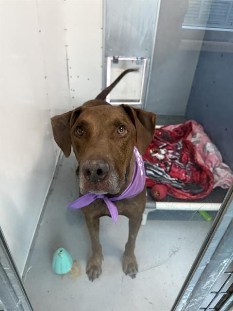 Photo of Goliath, adoptable Doberman Pinscher in Las Vegas, Nevada