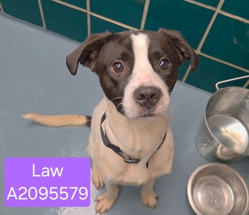 Photo of Law, adoptable Staffordshire Bull Terrier in Houston, Texas