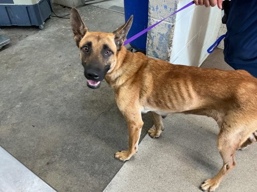 Photo of Jess, adoptable Belgian Shepherd Malinois in San Bernardino, California