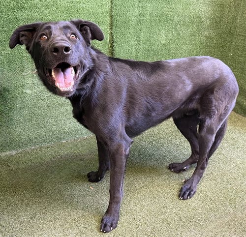 Photo of Rayven, adoptable German Shepherd Dog in Lancaster, California