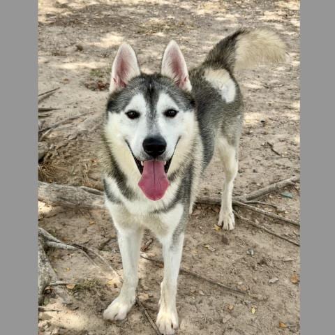 Photo of Brunson, adoptable Siberian Husky in Conroe, Texas