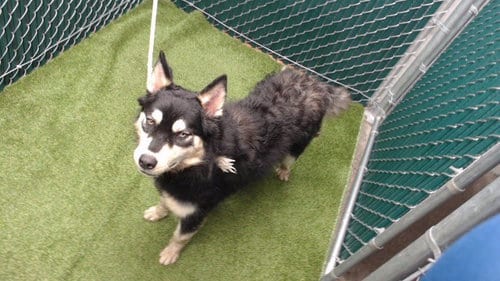 Photo of Mona, adoptable Border Collie in Downey, California