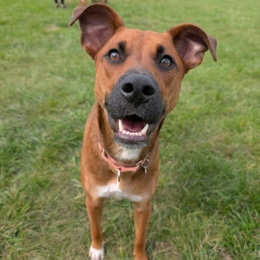 Photo of Green Bean Casserole, adoptable Hound / Mixed Breed (Medium) in Wheeling, Illinois