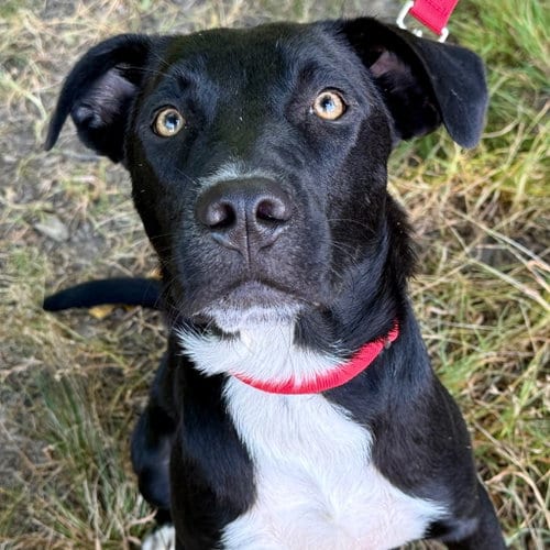 Photo of Fenrir, adoptable Labrador Retriever in Canton, Connecticut
