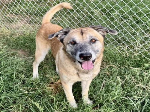 Photo of Barney, adoptable Mastiff in Houston, Texas