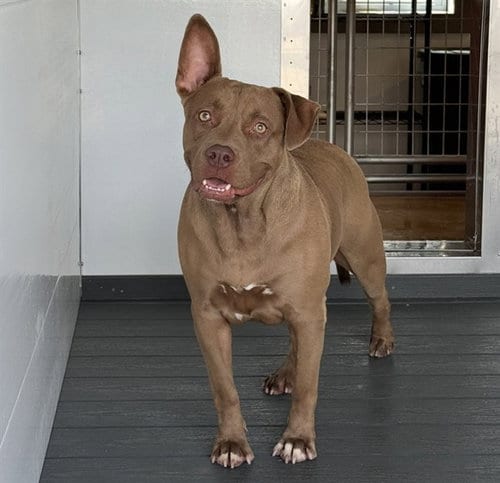 Photo of Magnolia, adoptable Pit Bull Terrier in San Bernardino, California