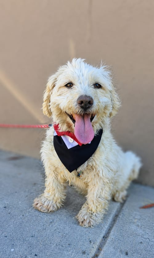Photo of Snoopy T, adoptable Poodle (Miniature) in Inglewood, California