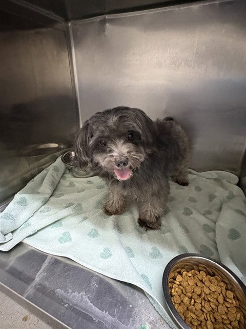 Photo of Frankie, adoptable Shih Tzu in Killeen, Texas