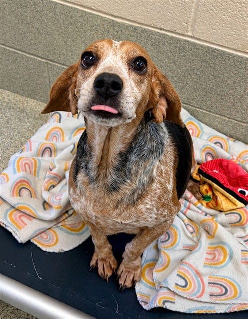 Photo of Wanda, adoptable Beagle in Statesville, North Carolina