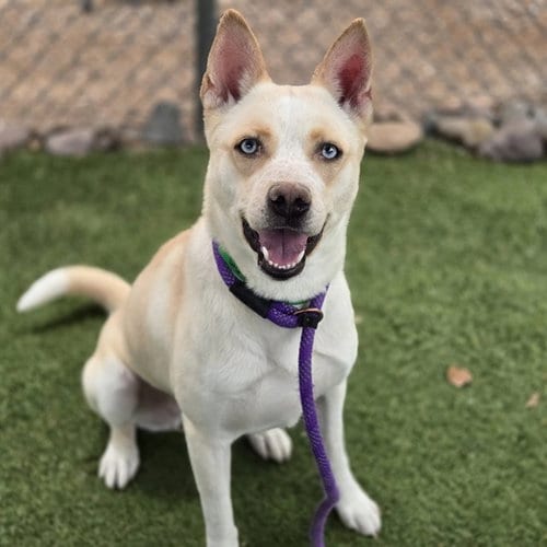 Photo of Bella, adoptable Husky in Mesa, Arizona