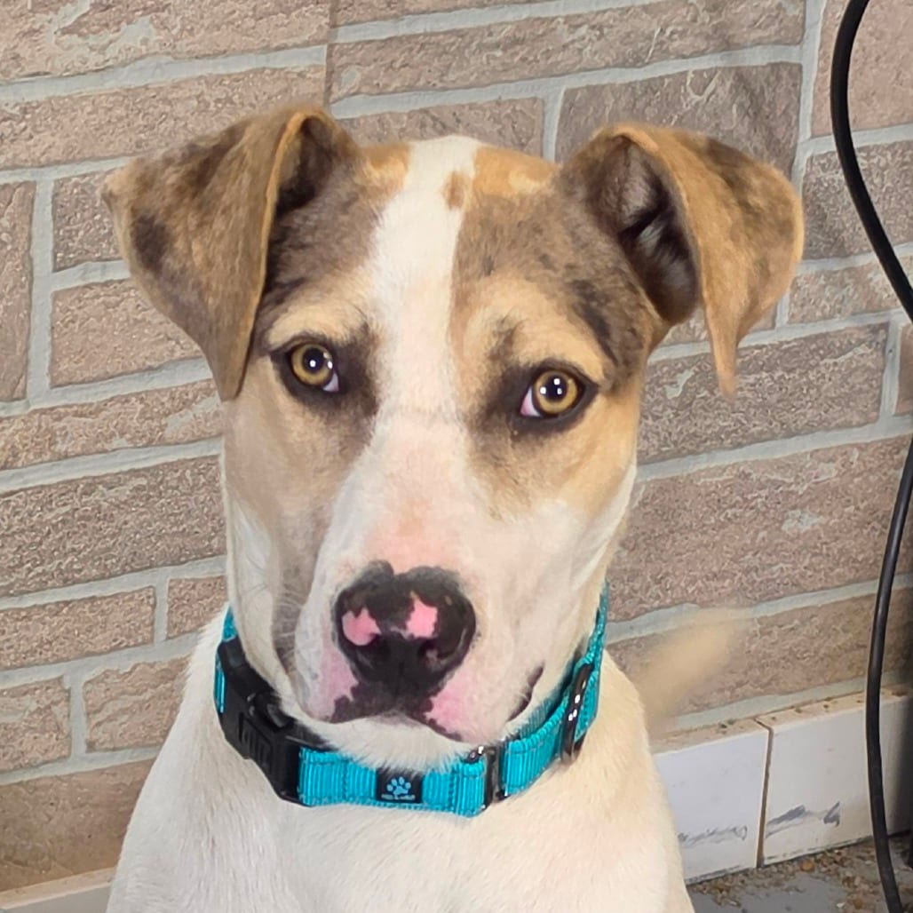 Photo of Wally, adoptable Catahoula Leopard Dog / Mixed Breed (Large) in Grinnell, Iowa