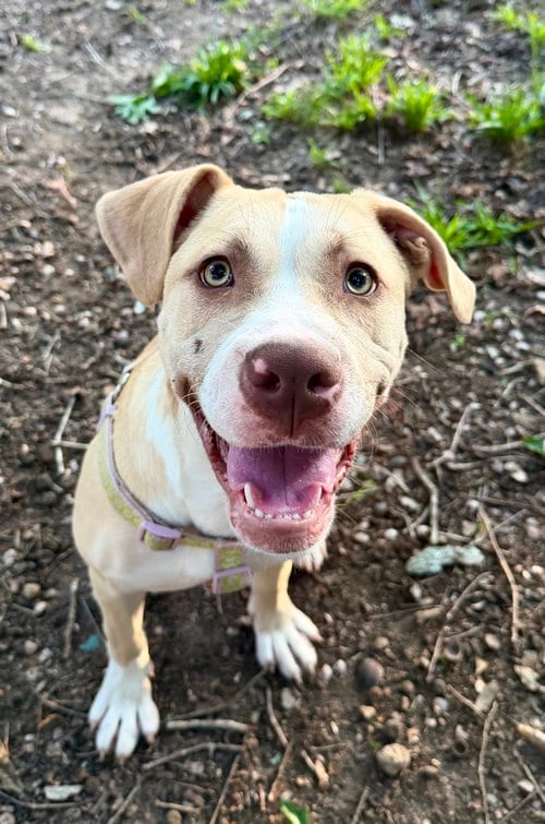 Photo of Nala, adoptable American Pit Bull Terrier in Holly Springs, North Carolina