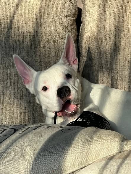 Photo of Piglet, adoptable Pit Bull Terrier in Uwchlan, Pennsylvania