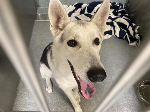 Photo of Iris, adoptable Siberian Husky in Orange, California