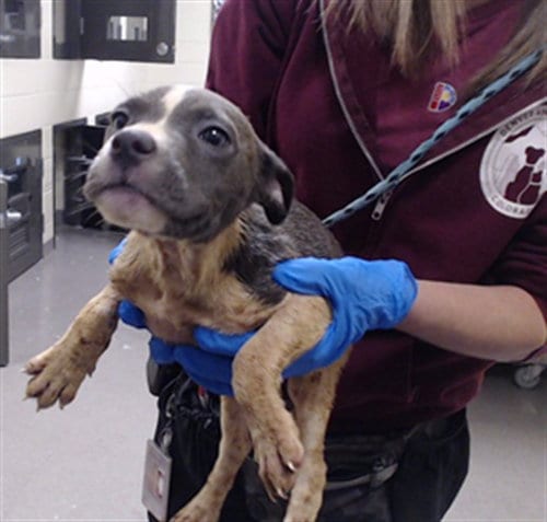 Photo of Home Fry, adoptable Pit Bull Terrier in Denver, Colorado