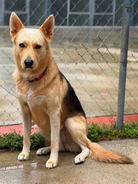 Photo of Ethel, adoptable German Shepherd Dog in Agoura, California