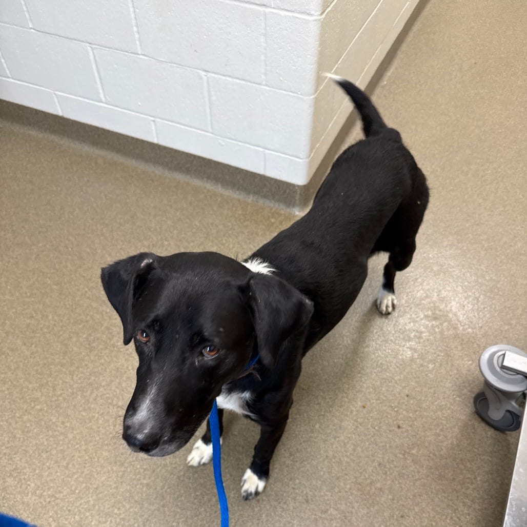Photo of Smalls, adoptable Retriever, Labrador / Mix in Council Bluffs, Iowa