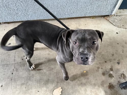 Photo of Blue, adoptable Staffordshire Bull Terrier in Garland, Texas