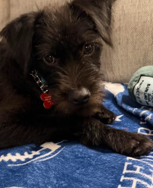 Photo of Wybie, adoptable Schnauzer in San Diego, California
