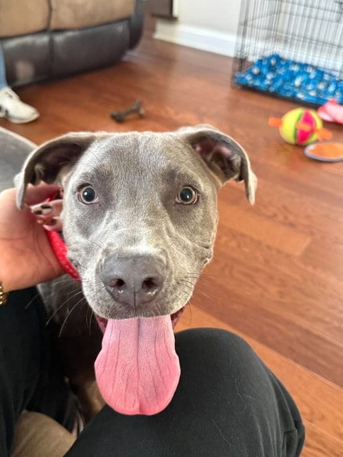 Photo of Snazzy, adoptable Pit Bull Terrier in Wenonah, New Jersey
