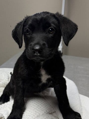 Photo of Raven, adoptable Labrador Retriever in Redlands, California