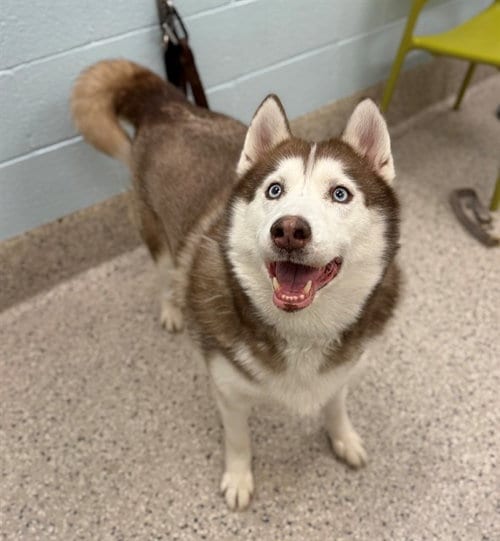 Photo of Sweetie, adoptable Siberian Husky in Brighton, Colorado