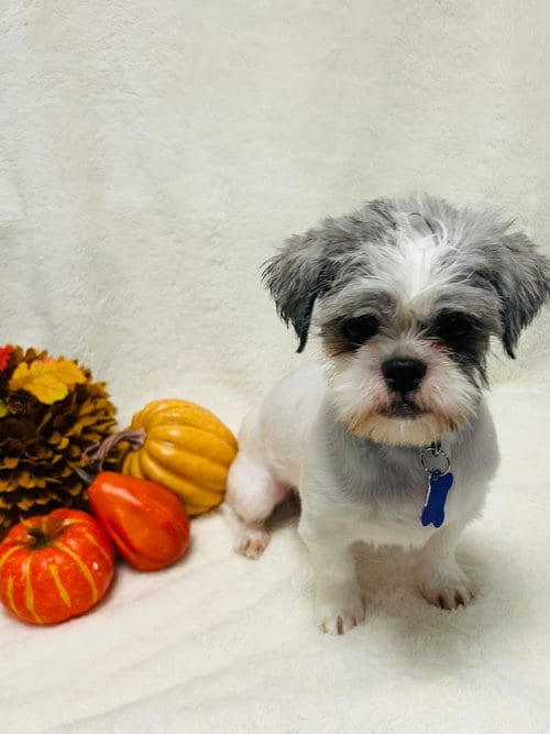 Photo of Josie, adoptable Shih Tzu in Ellijay, Georgia