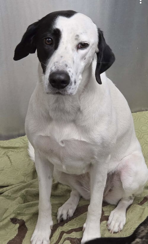 Photo of Momma Mia, adoptable English Pointer in Crescent, Oklahoma