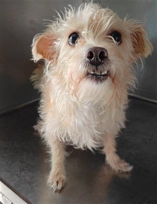 Photo of Maya, adoptable Terrier in Baldwin Park, California