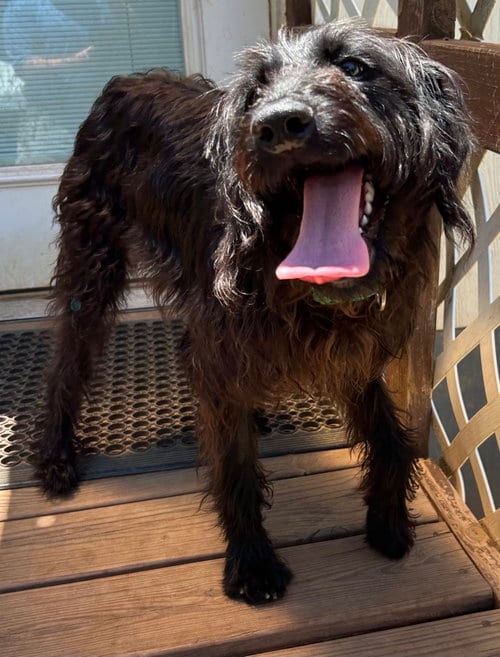 Photo of Miley May 26, adoptable Poodle (Miniature) in Pacolet, South Carolina