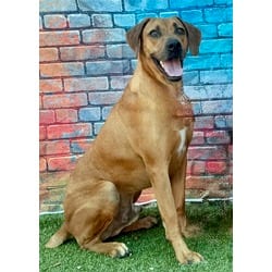 Photo of Lumpy, adoptable Redbone Coonhound in Port St. Joe, Florida