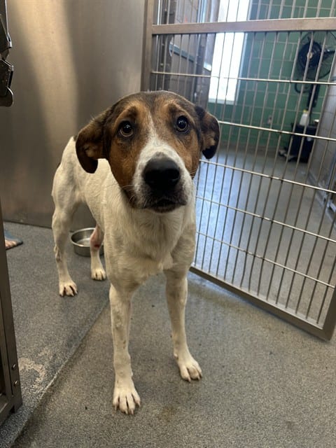 Photo of Hugo, adoptable Mixed Breed