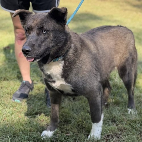 Photo of Chastity, adoptable Shepherd in Yardley, Pennsylvania