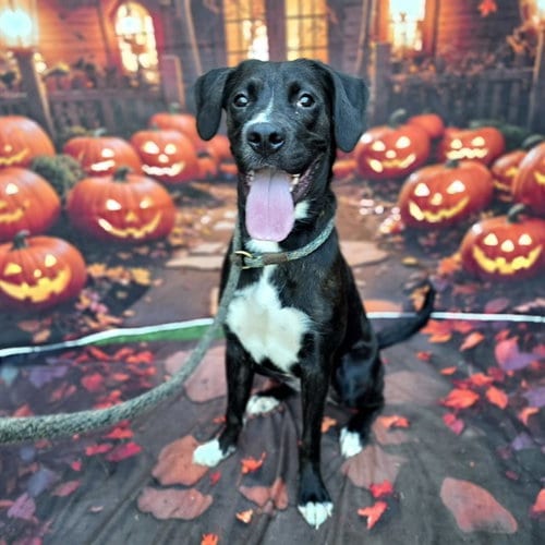 Photo of Larissa, adoptable Labrador Retriever in Long Beach, California