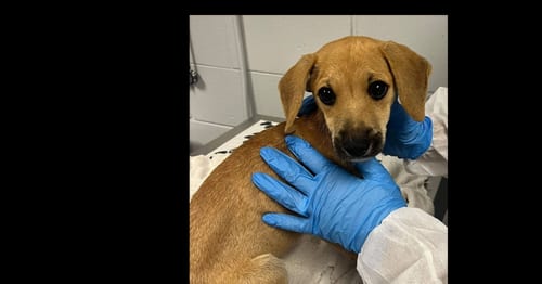 Photo of Salem (SC), adoptable Terrier in New York, New York