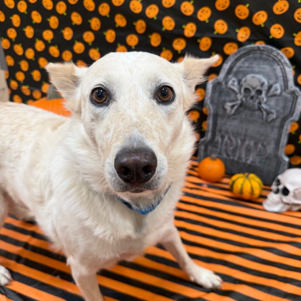 Photo of Elbe, adoptable Cattle Dog / Mix in Kanab, Utah